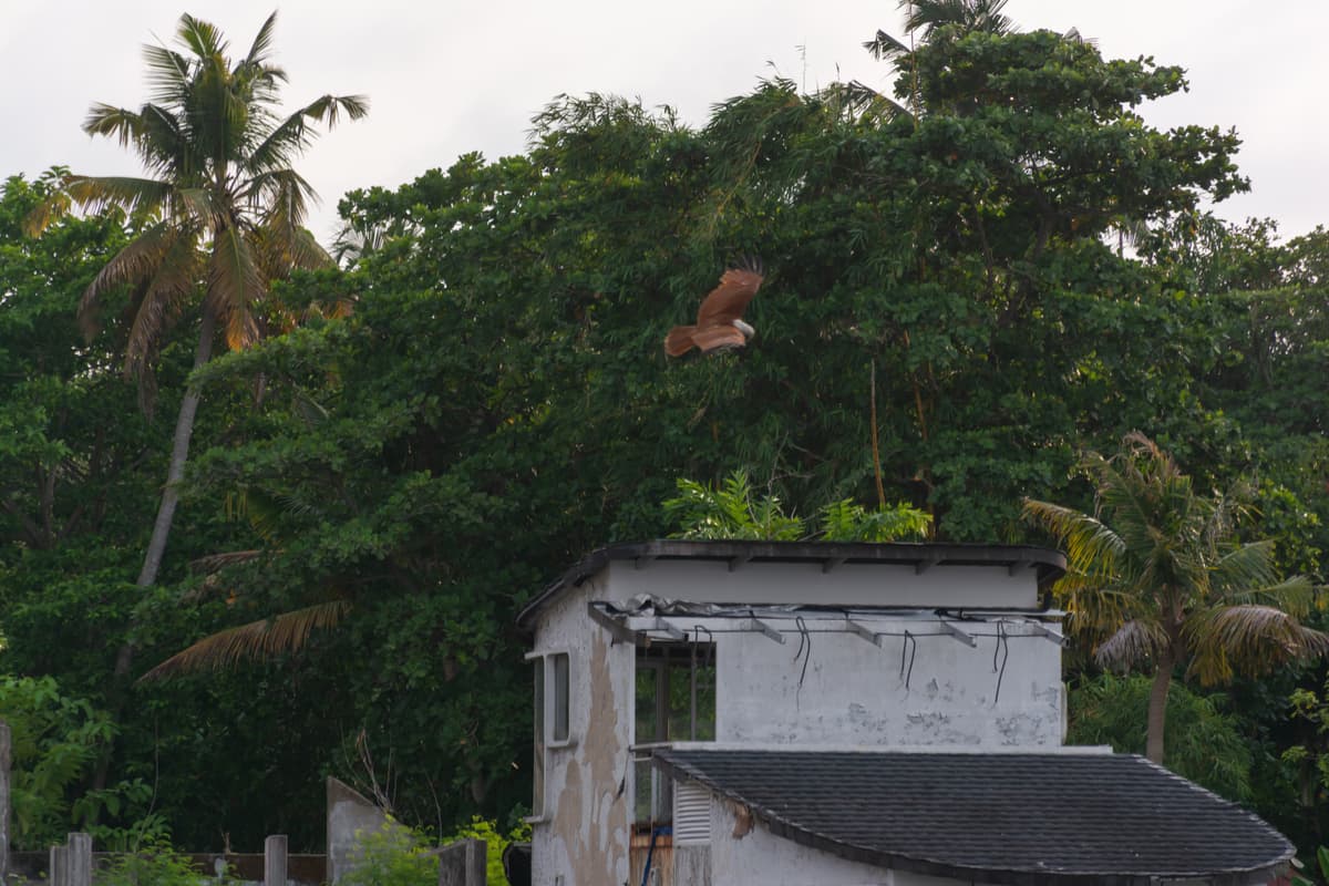 House Boat Image - 121